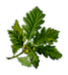 listek